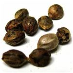 Семена марихуаны АК-47  (Seeds AK-47) в Звенигороде